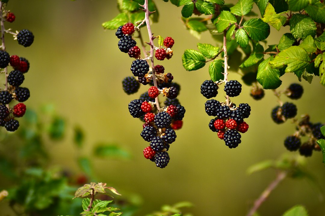 Visual representation of wild berries organic meat bases pet food production