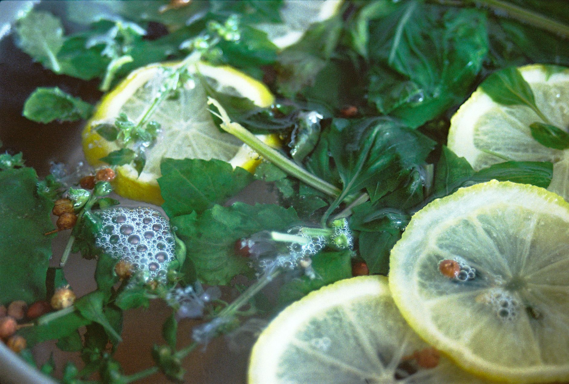 Visual representation of commercial freeze drying urban wild plant infusions