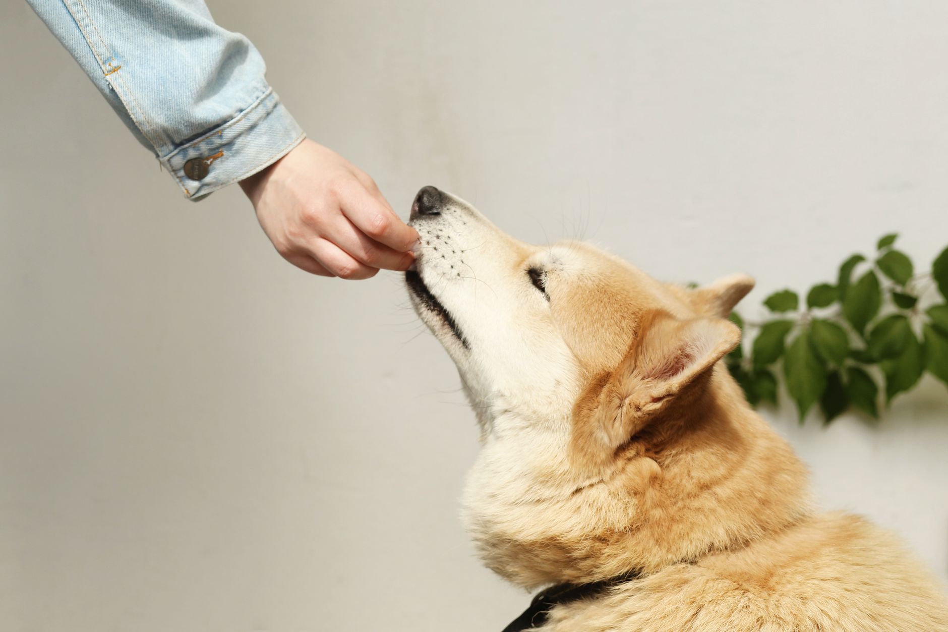 Visual illustration for hypoallergenic pet treats sea buckthorn Canada
