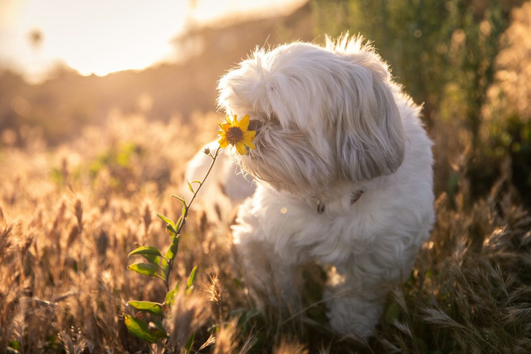 Visual representation of functional dog chews wild chamomile skullcap recipe