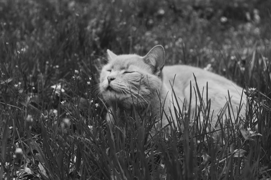Visual representation of wild kelp dandelion cat food gravy master recipe