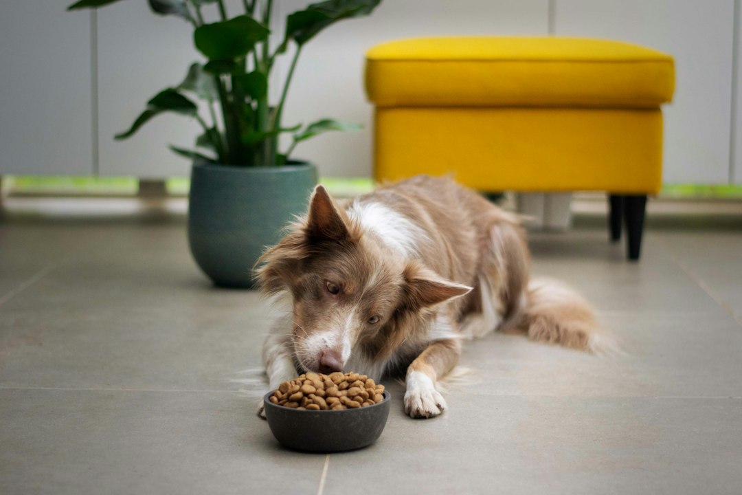 Visual representation of natural antimicrobial coatings pet treat shelf life