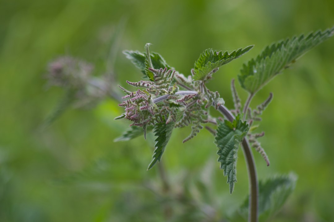 Visual representation of processing stinging nettle pet kibble safety