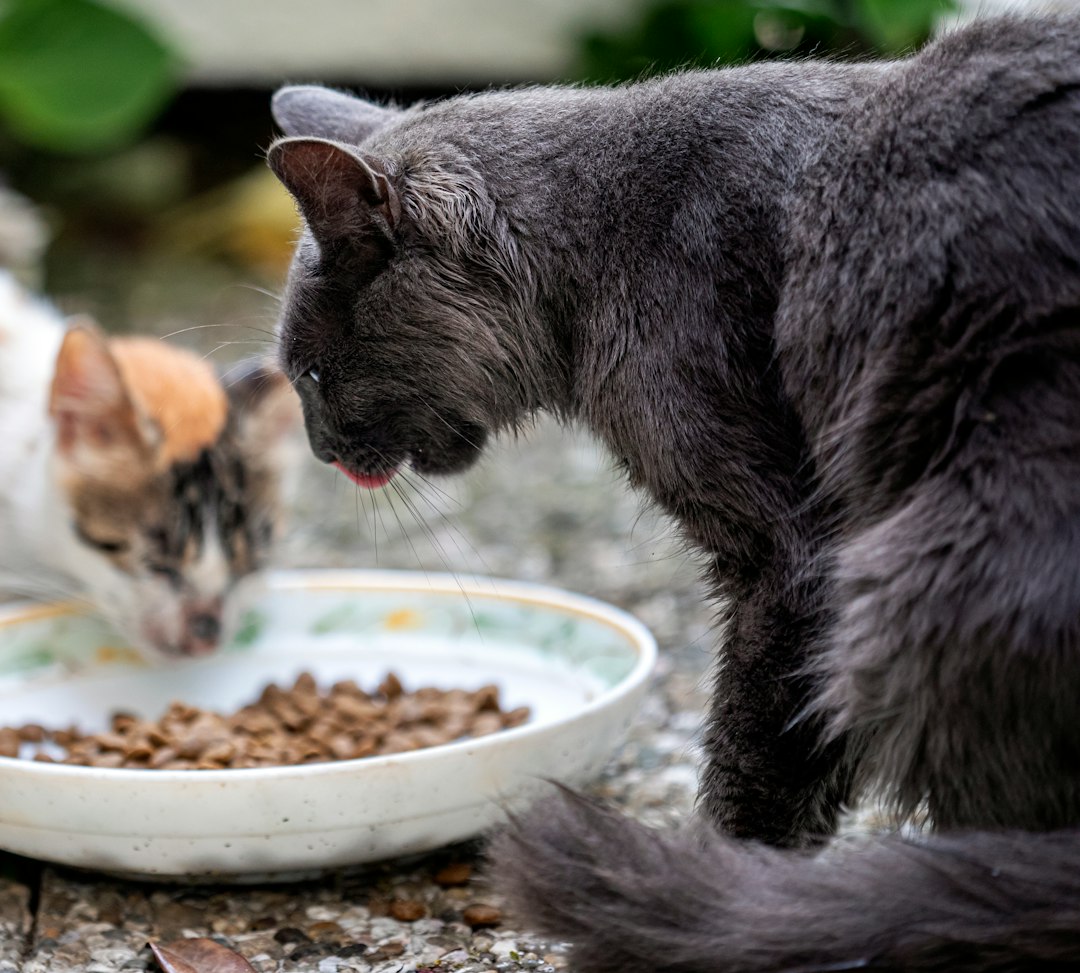 Visual representation of upcycling foraging byproducts commercial pet meal toppers