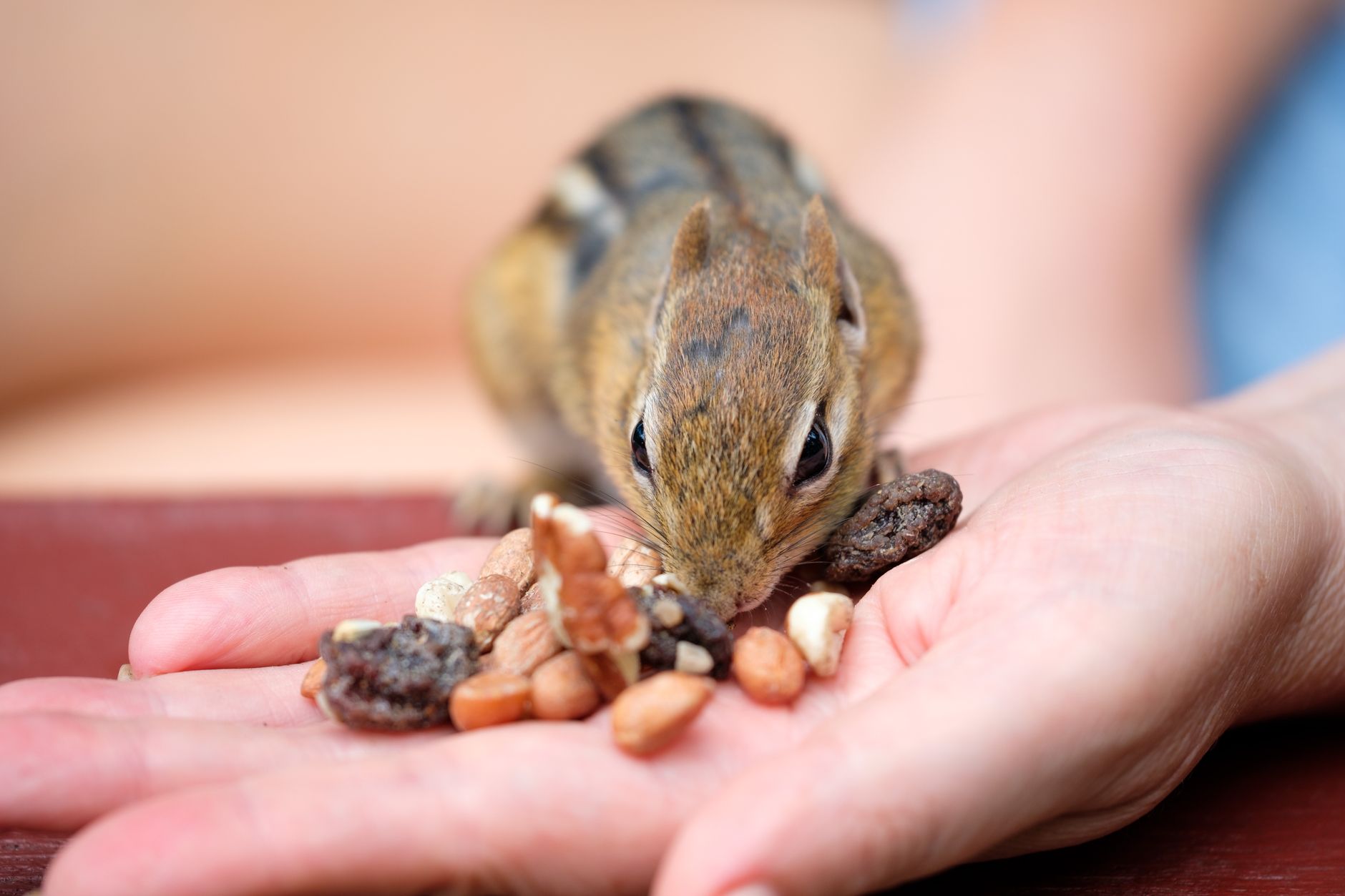 Visual illustration for urban foraging for pet food startups Canada